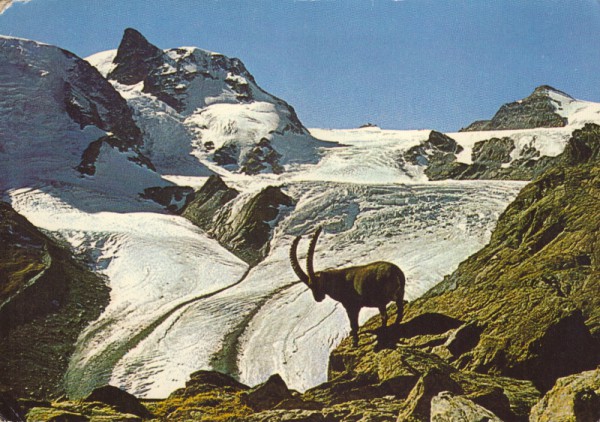 Steinbock