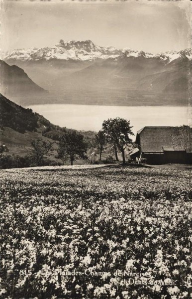 Les Plarades-Champs de Narcises et Dents du Midi. 1939 Vorderseite