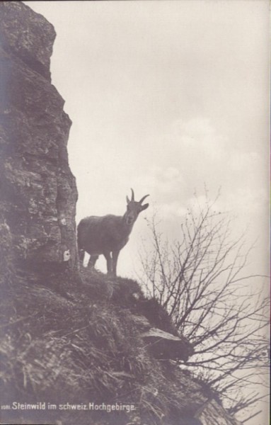 Steinwild im schweizerischen Hochgebirge