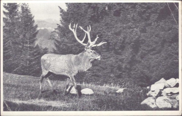 St. Gallen, Wildpark Peter und Paul Vorderseite