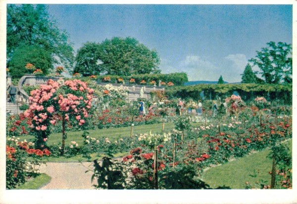 Insel Mainau, Bodensee, Rosengarten Vorderseite