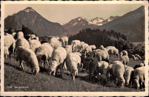 Schafherde in den Oberstdorfer Bergen im Allgäu Vorderseite