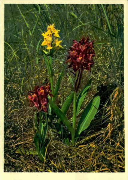 Holunder-Knabenkraut Vorderseite