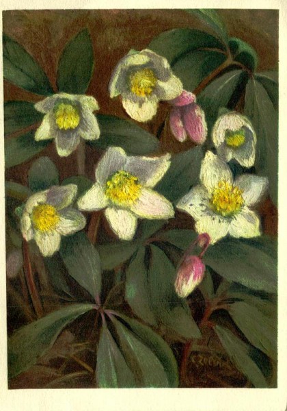 Christrose Vorderseite