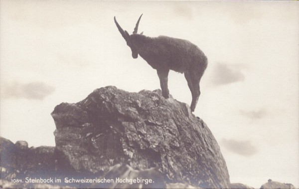 Steinbock im Schweizerischen Hochgebirge