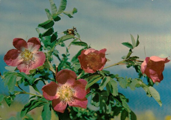 Alpen Heckenrose Vorderseite