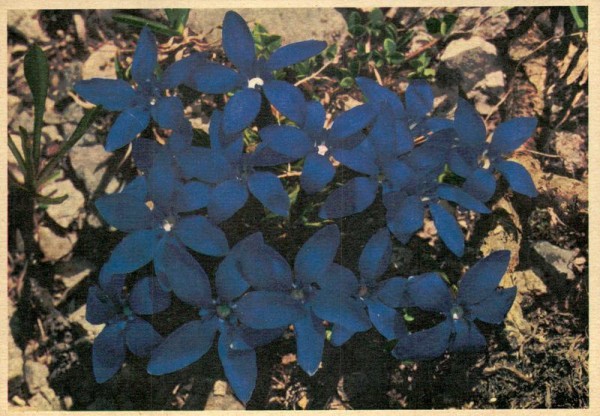 Frühlingsenzianen Vorderseite