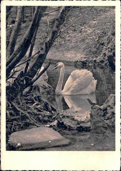 Schwan Vorderseite
