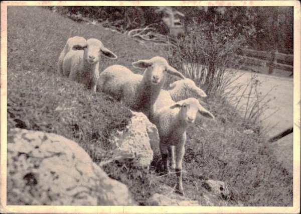 Auf dem Weg zur Alp Vorderseite