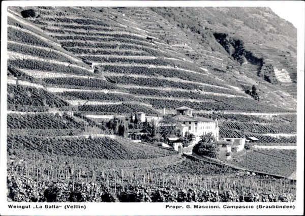 Weingut La Gatta, Veltlin Vorderseite