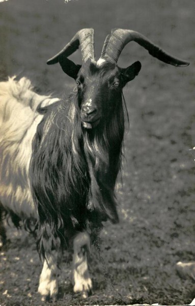 Ziegenbock der Walliser Schwarzhals-Rasse Vorderseite