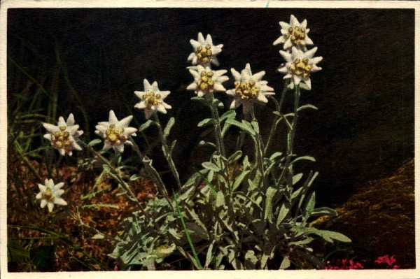 Edelweiss