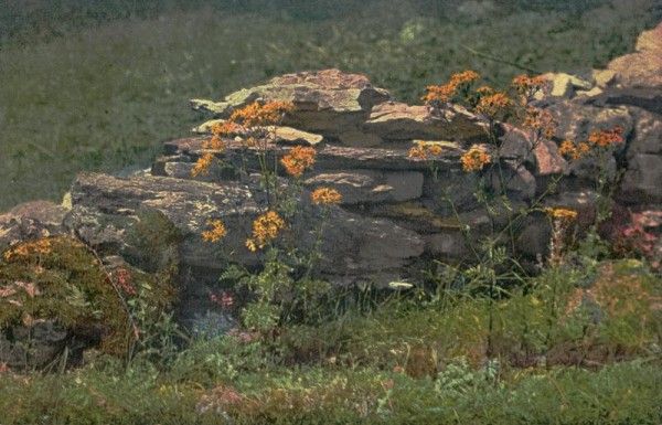 Jakobs Kreuzkraut Vorderseite