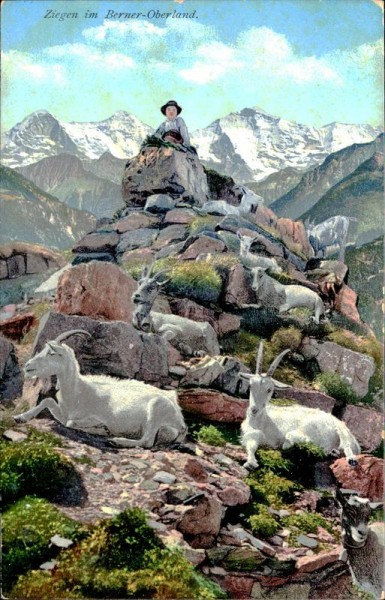 Berner-Oberland Vorderseite