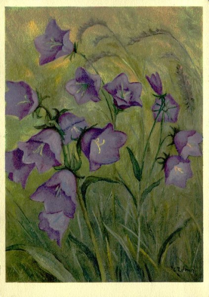 Wald-Glockenblume Vorderseite