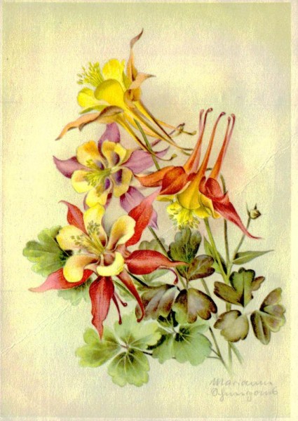 Gartenakelei Vorderseite