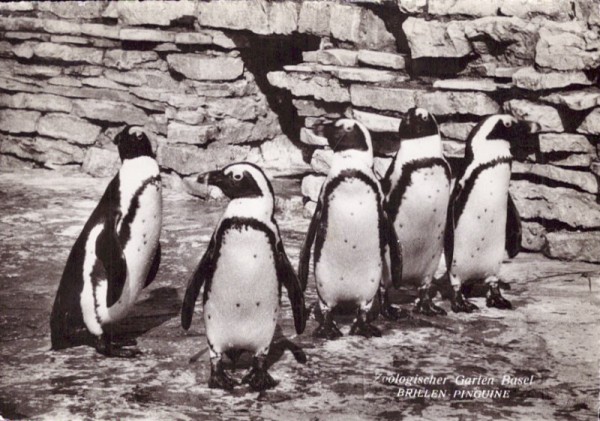 Zoologischer Garten Basel - Brillen-Pinguine