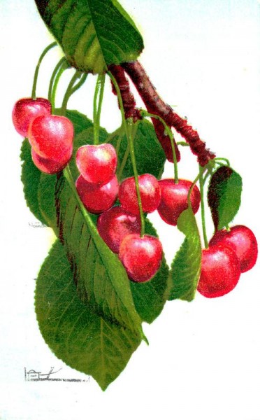 Kirschen Vorderseite