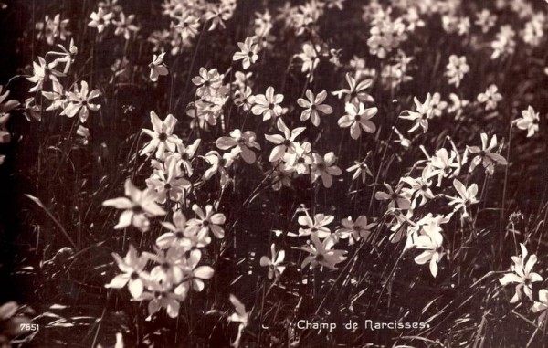 Champ de Narcisses Vorderseite