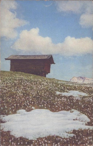 Frühlings-Safran Vorderseite