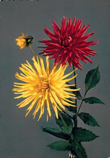 Chrysantheme Vorderseite