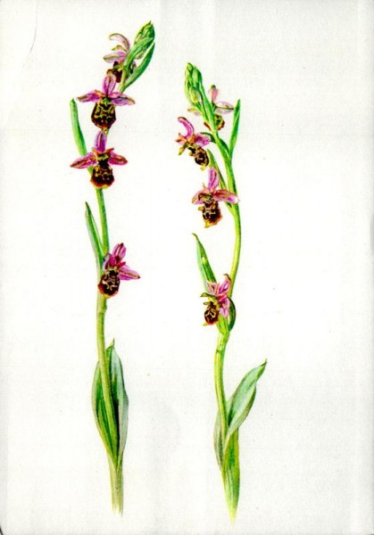 Bienen-Ragwurz Vorderseite