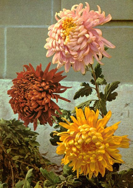 Chrysantheme Vorderseite