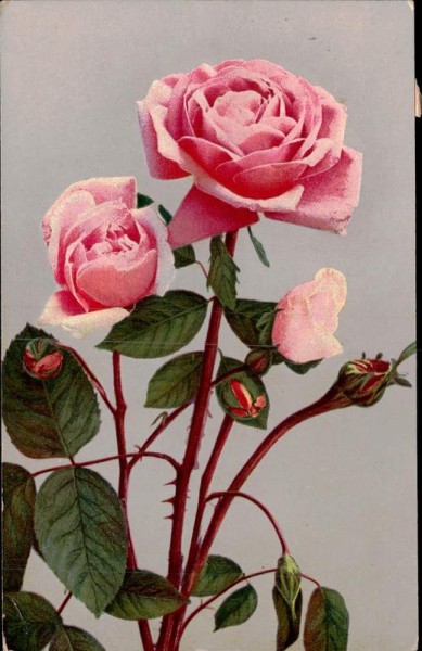 Rose Vorderseite