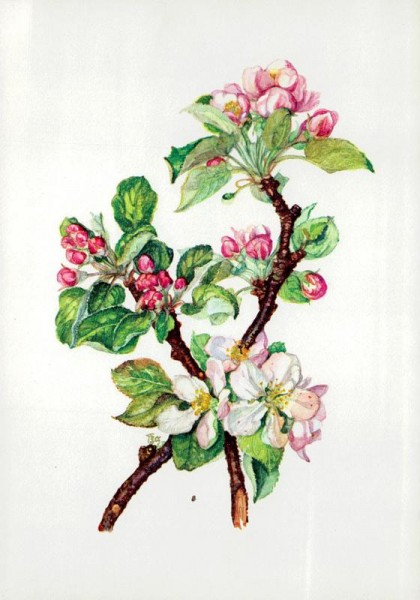 Apfelblüten Vorderseite