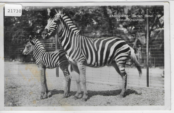 Zoologischer Garten Basel - Zebras