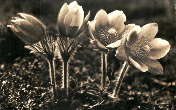 Frühlings-Anemone Vorderseite