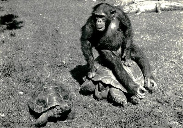 Schimpanse auf Riesenschildkröte, Zoologischer Garten Zürich Vorderseite
