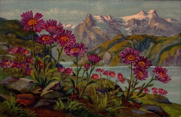 Blumen und Berge