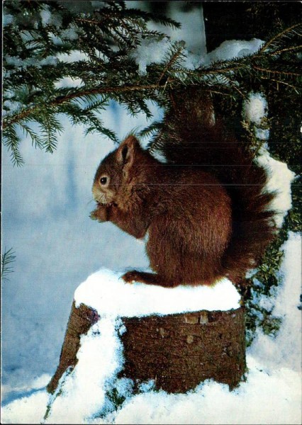 Eichhörnchen Vorderseite