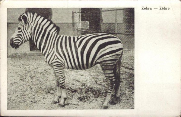 Zebra, Zoo Basel Vorderseite