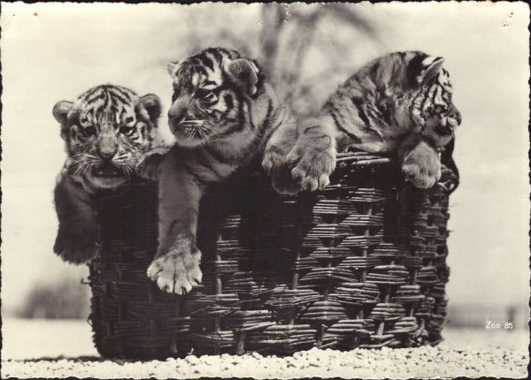 Zoologischer Garten Zürich