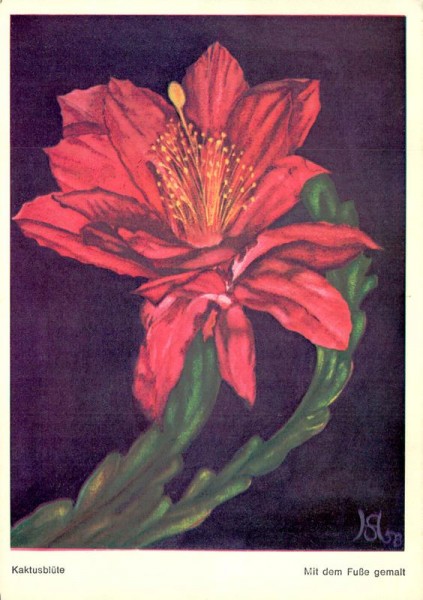 Kaktusblüte Vorderseite