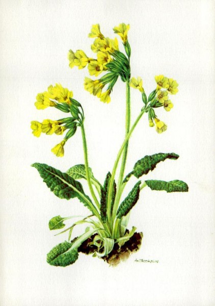 Duftende Schlüsselblume Vorderseite