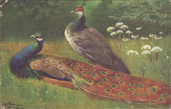 Pfauen