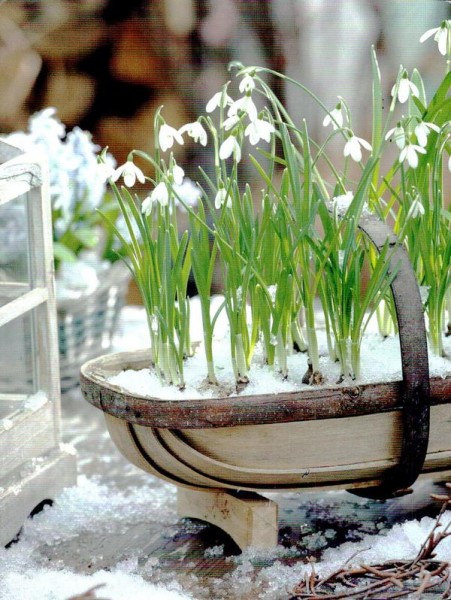 Kleine Schneeglöckchen (Galanthus nivalis), Gewöhnliches Schneeglöckchen Vorderseite