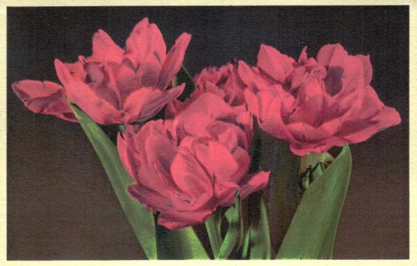 Tulipa Vorderseite