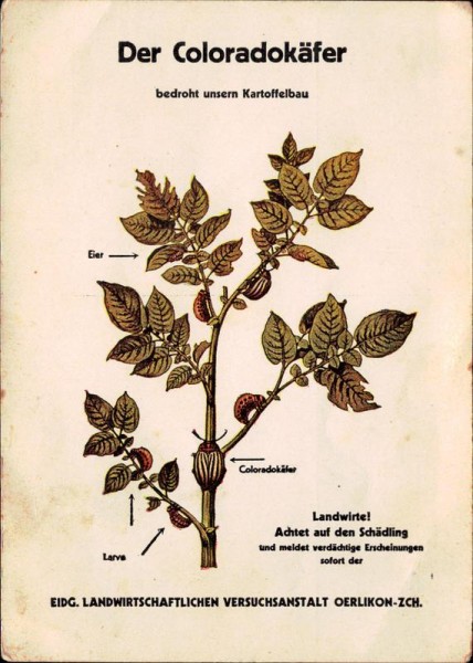 Der Coloradokäfer Vorderseite