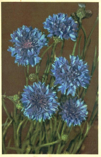 Kornblume Vorderseite