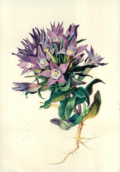 Büschelenzian Vorderseite