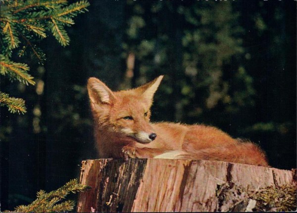 Fuchs Vorderseite