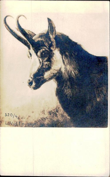 Ziege Vorderseite