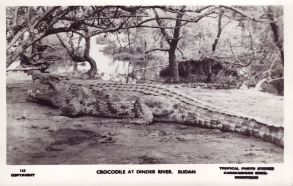 Crocodile at Dinder River - Sudan
