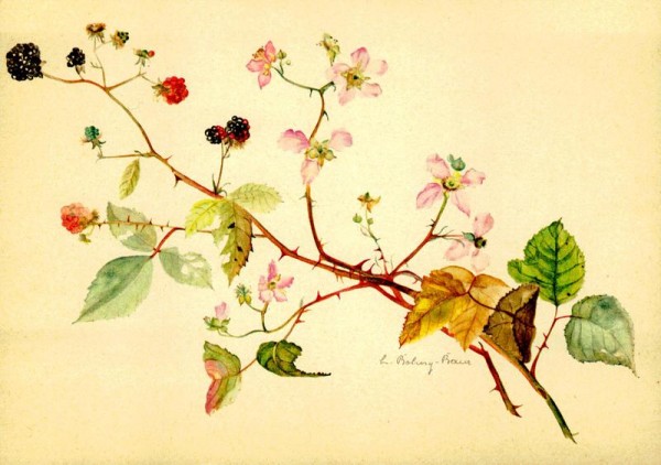 Brombeerzweig Vorderseite