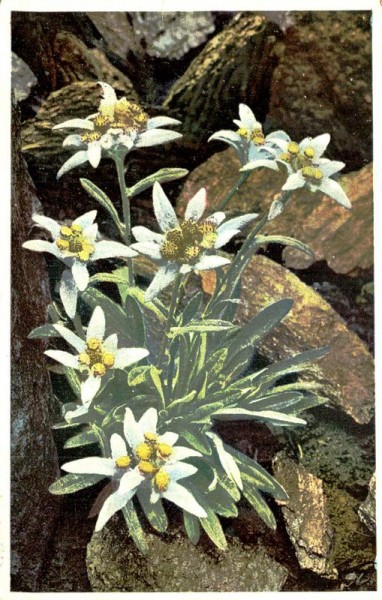 Leontopodium alpinum Vorderseite