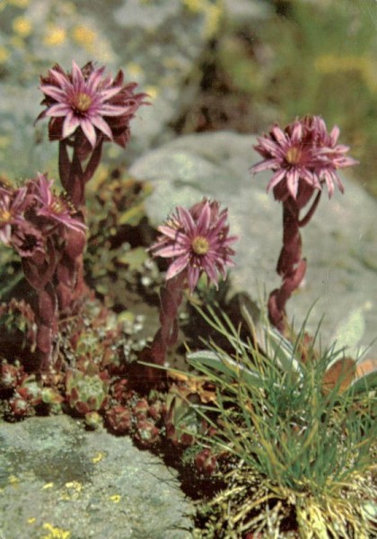 Hauswurz Vorderseite